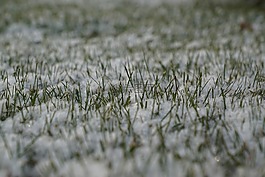 冬季,草,雪
