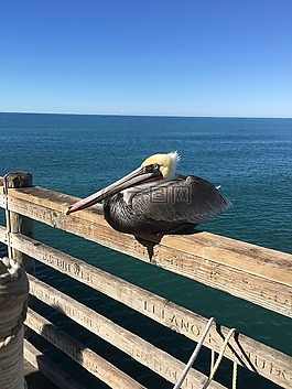 鵜,海洋,碼頭