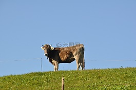 牛,草地,反芻動物