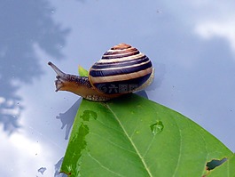 蝸牛,葉子,殼