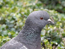 鴿子,鳥,動(dòng)物