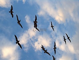 鳥(niǎo),飛行,側(cè)影