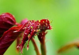greenfly,bug,害虫