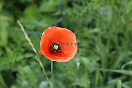 罌粟,野生,開花