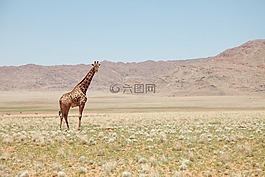 長頸鹿,景觀,地球