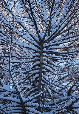 分支機(jī)構(gòu),樹,雪