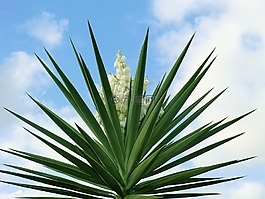 植物,天空,自然