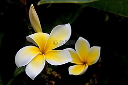 花,姜黄色百合花,杨梅