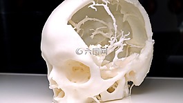 模型,頭骨,3d 模型