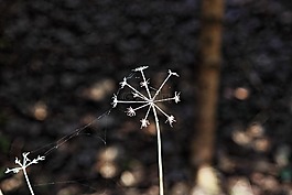 太陽,心情,廠