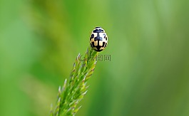 昆蟲,性質(zhì),活
