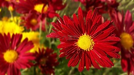 自然,花,植物區(qū)系