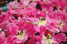 花園,花,粉紅色