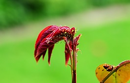greenfly,bug,害虫