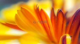 光明,自然,花