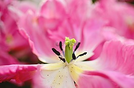 花,花園,粉紅色