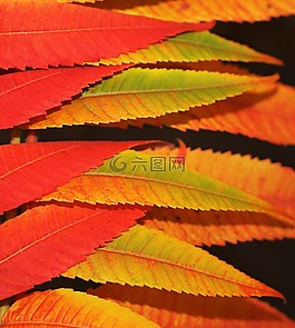 葉子,自然,秋