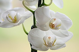 花,性質(zhì),廠