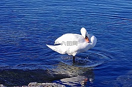 鳥(niǎo),天鵝,自然