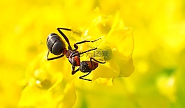 昆蟲,性質(zhì),活