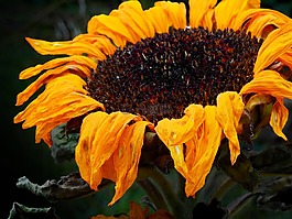 太陽花,花,開花