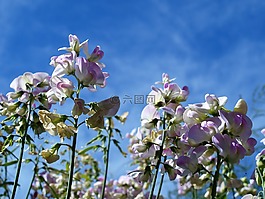 鮮花,天空,夏天