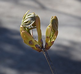 日本栗葉開幕,板栗,葉子