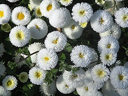 gartenbuersteli,鲜花,白