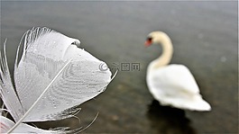 白天鵝,早上,筆