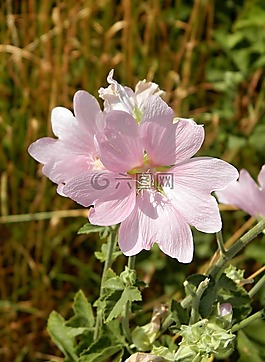 鮮花,草地,斯洛伐克