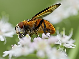 關(guān)閉,動(dòng)物,開花