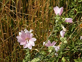 鮮花,草地,斯洛伐克