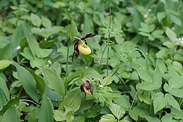 frauenschuh,花,綠色