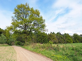 車道,樹,天空