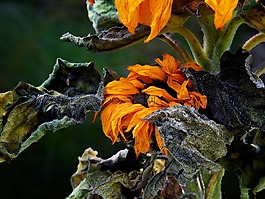 太陽花,花,開花