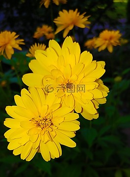 大花金鸡菊,花,黄色
