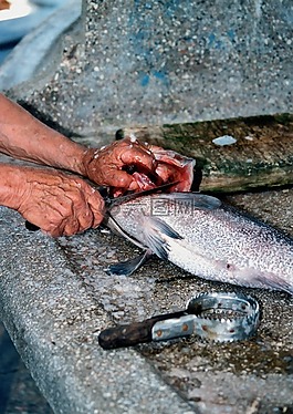 魚,手,工作