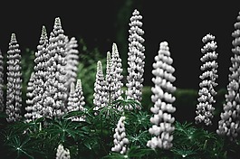 lupines,花,葉子