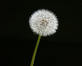 花園,蒲公英,p