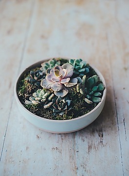 葉子,植物,花園