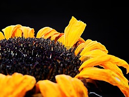 太陽花,花,開花