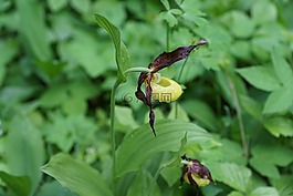 花,蘭花,frauenschuh