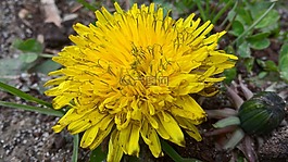 花卉,黃色,花園