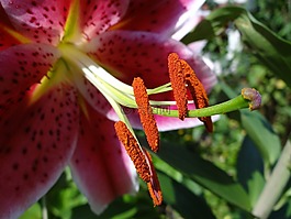 雌蕊,開花,花