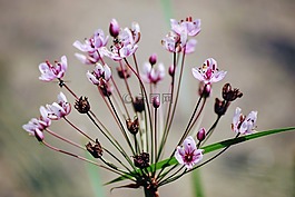花卉,植物,宏