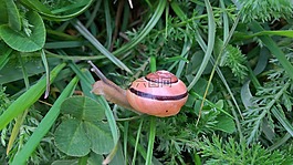 蝸牛,草,綠色
