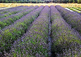 原野,薰衣草,行