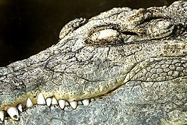 鱷魚(yú),diergaarde blijdorp,動(dòng)物園