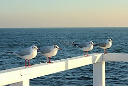 海鷗,碼頭,海