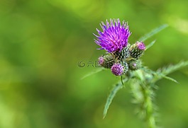 花卉,水飛薊,植物